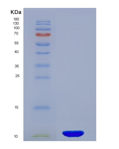 SDS-PAGE analysis of Human PI3 (Elafin) - Recombinant Protein, showing >95% purity under 15% SDS-PAGE (Reduced)