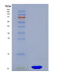 SDS-PAGE analysis of Human PI3 (Elafin) - Recombinant Protein, showing >95% purity under 15% SDS-PAGE (Reduced)