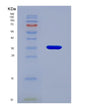 SDS-PAGE analysis of Human PGC (Gastricsin) - Recombinant Protein, showing >85% purity under 15% SDS-PAGE (Reduced)