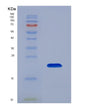 SDS-PAGE analysis of Mouse Lif (Leukemia Inhibitory Factor) - Recombinant Protein, showing >90% purity under 15% SDS-PAGE (Reduced)