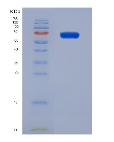 SDS-PAGE analysis of Mouse Irf1 (Interferon Regulatory Factor 1) - Recombinant Protein, showing >90% purity under 15% SDS-PAGE (Reduced)