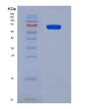 SDS-PAGE analysis of Mouse Irf1 (Interferon Regulatory Factor 1) - Recombinant Protein, showing >90% purity under 15% SDS-PAGE (Reduced)