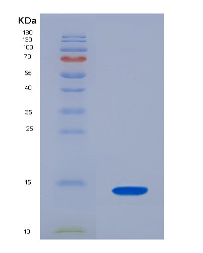 SDS-PAGE analysis of Mouse Slc7a11 (Cystine/Glutamate Transporter) - Recombinant Protein, showing >90% purity under 15% SDS-PAGE (Reduced)