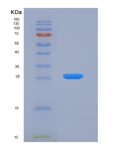 SDS-PAGE analysis of Human DRD2 (D(2) Dopamine Receptor) - Recombinant Protein, showing >90% purity under 15% SDS-PAGE (Reduced)