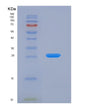 SDS-PAGE analysis of Human DRD2 (D(2) Dopamine Receptor) - Recombinant Protein, showing >90% purity under 15% SDS-PAGE (Reduced)