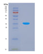 SDS-PAGE analysis of Human SIRT4 (Nad-Dependent Protein Lipoamidase Sirtuin-4, Mitochondrial) - Recombinant Protein, showing >90% purity under 15% SDS-PAGE (Reduced)