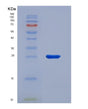 SDS-PAGE analysis of Human PTGER4 (Prostaglandin E2 Receptor Ep4 Subtype) - Recombinant Protein, showing >90% purity under 15% SDS-PAGE (Reduced)
