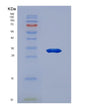 SDS-PAGE analysis of Human MX1 (Interferon-Induced Gtp-Binding Protein Mx1) - Recombinant Protein, showing >90% purity under 15% SDS-PAGE (Reduced)