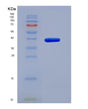 SDS-PAGE analysis of Human MX2 (Interferon-Induced Gtp-Binding Protein Mx2) - Recombinant Protein, showing >85% purity under 15% SDS-PAGE (Reduced)