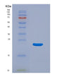 SDS-PAGE analysis of Human M6PR (Cation-Dependent Mannose-6-Phosphate Receptor) - Recombinant Protein, showing >90% purity under 15% SDS-PAGE (Reduced)