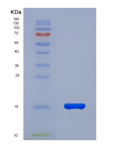 SDS-PAGE analysis of Human COX5A (Cytochrome C Oxidase Subunit 5A, Mitochondrial) - Recombinant Protein, showing >85% purity under 15% SDS-PAGE (Reduced)