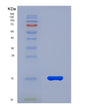 SDS-PAGE analysis of Human COX5A (Cytochrome C Oxidase Subunit 5A, Mitochondrial) - Recombinant Protein, showing >85% purity under 15% SDS-PAGE (Reduced)