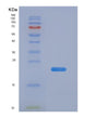 SDS-PAGE analysis of Human EDN2 (Endothelin-2) - Recombinant Protein, showing >90% purity under 15% SDS-PAGE (Reduced)