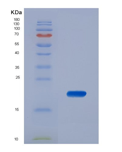 SDS-PAGE analysis of Mouse Kitlg (Kit Ligand) - Recombinant Protein, showing >85% purity under 15% SDS-PAGE (Reduced)