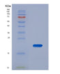 SDS-PAGE analysis of Mouse Kitlg (Kit Ligand) - Recombinant Protein, showing >85% purity under 15% SDS-PAGE (Reduced)