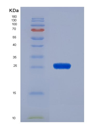 SDS-PAGE analysis of Human GSTM3 (Glutathione S-Transferase Mu 3) - Recombinant Protein, showing >90% purity under 15% SDS-PAGE (Reduced)