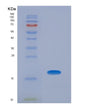 SDS-PAGE analysis of Human BMP5 (Bone Morphogenetic Protein 5) - Recombinant Protein, showing >85% purity under 15% SDS-PAGE (Reduced)