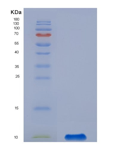 SDS-PAGE analysis of Human GPX3 (Glutathione Peroxidase 3) - Recombinant Protein, showing >90% purity under 15% SDS-PAGE (Reduced)