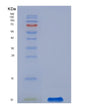 SDS-PAGE analysis of Human GPX3 (Glutathione Peroxidase 3) - Recombinant Protein, showing >90% purity under 15% SDS-PAGE (Reduced)