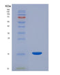 SDS-PAGE analysis of Human GAL (Galanin Peptides) - Recombinant Protein, showing >95% purity under 15% SDS-PAGE (Reduced)