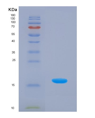 SDS-PAGE analysis of Human BDNF (Neurotrophic Factor Bdnf Precursor Form) - Recombinant Protein, showing >95% purity under 15% SDS-PAGE (Reduced)
