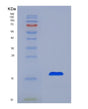 SDS-PAGE analysis of Human AZGP1 (Zinc-Alpha-2-Glycoprotein) - Recombinant Protein, showing >85% purity under 15% SDS-PAGE (Reduced)