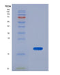 SDS-PAGE analysis of Human YY1 (Transcriptional Repressor Protein Yy1) - Recombinant Protein, showing >85% purity under 15% SDS-PAGE (Reduced)