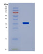 SDS-PAGE analysis of Human DNAJB2 (Dnaj Homolog Subfamily B Member 2) - Recombinant Protein, showing >90% purity under 15% SDS-PAGE (Reduced)