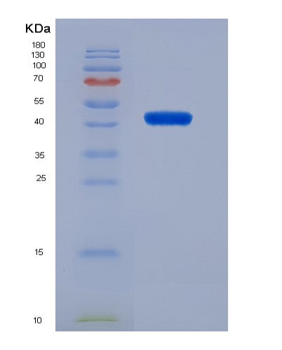 SDS-PAGE analysis of Mouse Eno2 - Recombinant Protein, showing >90% purity under 15% SDS-PAGE (Reduced)