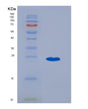 SDS-PAGE analysis of Human PAPPA (Pappalysin-1) - Recombinant Protein, showing >90% purity under 15% SDS-PAGE (Reduced)