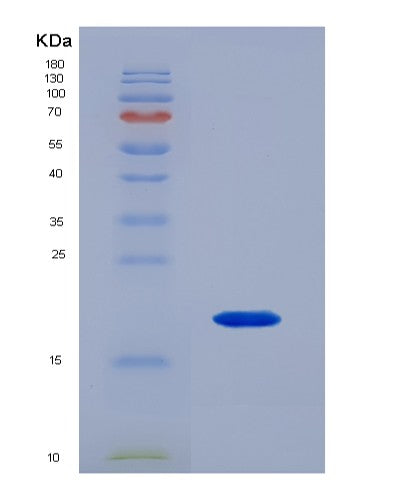 SDS-PAGE analysis of Mouse Bmp6 (Bone Morphogenetic Protein 6) - Recombinant Protein, showing >90% purity under 15% SDS-PAGE (Reduced)