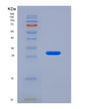 SDS-PAGE analysis of Human IVD (Isovaleryl-Coa Dehydrogenase, Mitochondrial) - Recombinant Protein, showing >90% purity under 15% SDS-PAGE (Reduced)