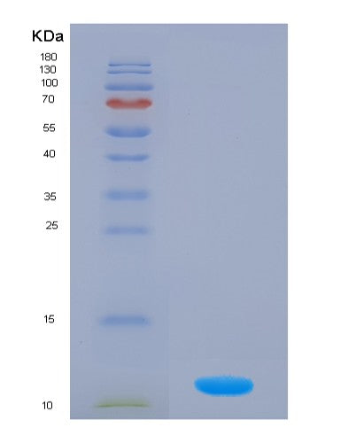 SDS-PAGE analysis of Human S100A4 (Protein S100-A4) - Recombinant Protein, showing >85% purity under 15% SDS-PAGE (Reduced)