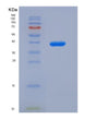 SDS-PAGE analysis of Human TARS1 (Threonine--Trna Ligase 1, Cytoplasmic) - Recombinant Protein, showing >85% purity under 15% SDS-PAGE (Reduced)