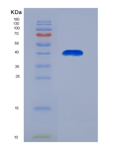 SDS-PAGE analysis of Mouse Gper1 (G-Protein Coupled Estrogen Receptor 1) - Recombinant Protein, showing >90% purity under 15% SDS-PAGE (Reduced)