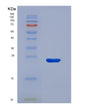 SDS-PAGE analysis of Human POLE3 (Dna Polymerase Epsilon Subunit 3) - Recombinant Protein, showing >85% purity under 15% SDS-PAGE (Reduced)