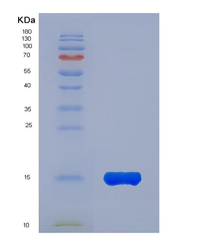 SDS-PAGE analysis of Human KLRK1 (Nkg2-D Type Ii Integral Membrane Protein) - Recombinant Protein, showing >90% purity under 15% SDS-PAGE (Reduced)