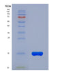 SDS-PAGE analysis of Human KLRK1 (Nkg2-D Type Ii Integral Membrane Protein) - Recombinant Protein, showing >90% purity under 15% SDS-PAGE (Reduced)