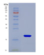 SDS-PAGE analysis of Human FKBP2 (Peptidyl-Prolyl Cis-Trans Isomerase Fkbp2) - Recombinant Protein, showing >85% purity under 15% SDS-PAGE (Reduced)