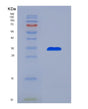 SDS-PAGE analysis of Human CCL7 (C-C Motif Chemokine 7) - Recombinant Protein, showing >90% purity under 15% SDS-PAGE (Reduced)