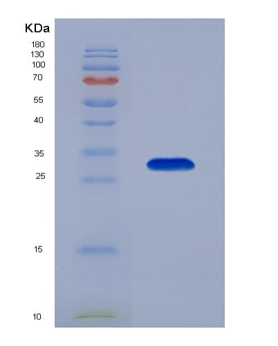 SDS-PAGE analysis of Human YWHAQ (14-3-3 Protein Theta) - Recombinant Protein, showing >90% purity under 15% SDS-PAGE (Reduced)