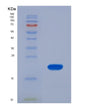 SDS-PAGE analysis of Human CFP (Properdin) - Recombinant Protein, showing >85% purity under 15% SDS-PAGE (Reduced)