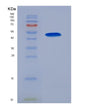 SDS-PAGE analysis of Human LOX (Protein-Lysine 6-Oxidase) - Recombinant Protein, showing >85% purity under 15% SDS-PAGE (Reduced)