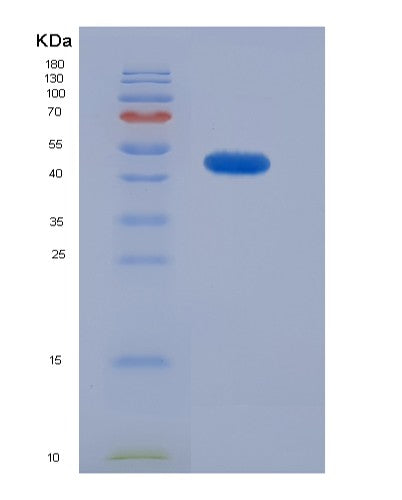 SDS-PAGE analysis of Mouse Lox (Protein-Lysine 6-Oxidase) - Recombinant Protein, showing >90% purity under 15% SDS-PAGE (Reduced)