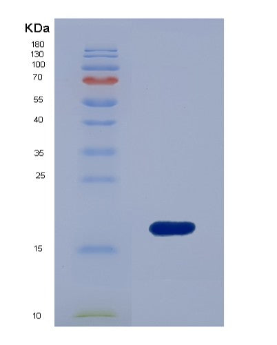 SDS-PAGE analysis of Human GCA (Grancalcin) - Recombinant Protein, showing >90% purity under 15% SDS-PAGE (Reduced)