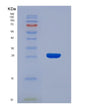 SDS-PAGE analysis of Human LAP3 (Cytosol Aminopeptidase) - Recombinant Protein, showing >85% purity under 15% SDS-PAGE (Reduced)