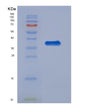 SDS-PAGE analysis of Human SHC1 (Shc-Transforming Protein 1) - Recombinant Protein, showing >95% purity under 15% SDS-PAGE (Reduced)