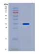 SDS-PAGE analysis of Human SERPINA7 (Thyroxine-Binding Globulin) - Recombinant Protein, showing >90% purity under 15% SDS-PAGE (Reduced)