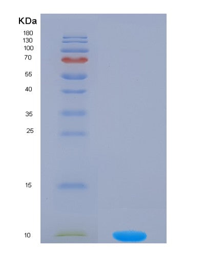 SDS-PAGE analysis of Mouse Col2a1 (Collagen Alpha-1(Ii) Chain) - Recombinant Protein, showing >90% purity under 15% SDS-PAGE (Reduced)