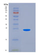 SDS-PAGE analysis of Mouse Selp (P-Selectin) - Recombinant Protein, showing >90% purity under 15% SDS-PAGE (Reduced)